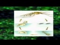 23/05/15 Todos contra el Dengue y Chikunguña. 23/05/15 Todos contra el Dengue y Chikunguña.