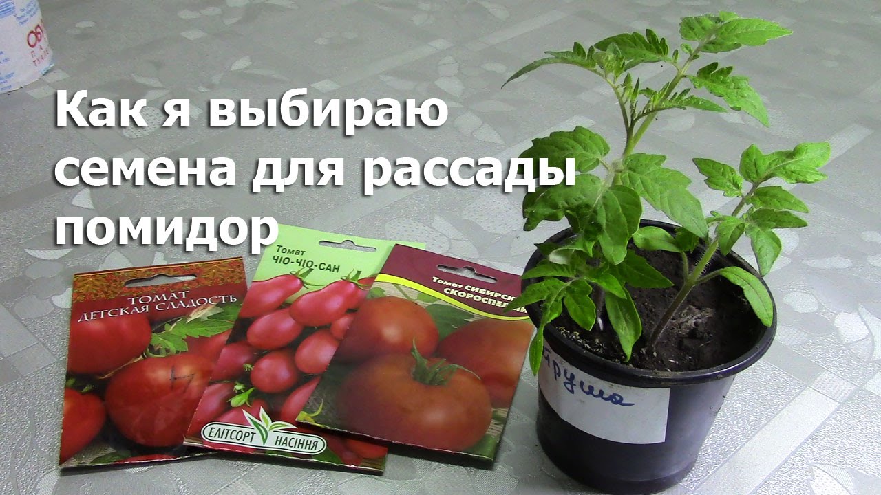 Как выбрать семена помидоры на рассаду Как выбрать семена помидоры на рассаду