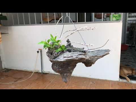 Trồng lan theo phong cách của vườn Phong lan rừng tây nguyên