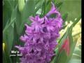 Blumenzwiebeln - dem Frühling auf die Sprünge helfen