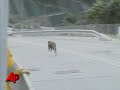 Raw Video: Wild Boar Gets Loose in Hong Kong
