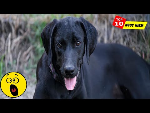 Vì Sao Ma Nhìn Thấy Chó Mực Đen Lại Ba Hồn Bảy Vía Chạy Mất Tích