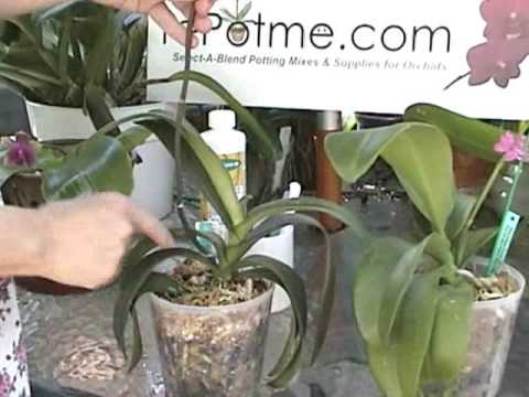 Orchid Care - Cutting Spikes on a Phalaenopsis