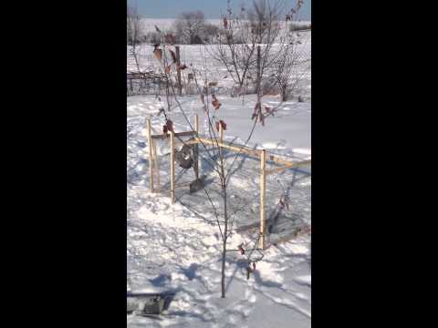 Ловушки для куропаток видео