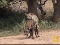 Africa Salvaje Como Sucede El Apareamiento De Las Hienas images Africa Salvaje Como Sucede El Apareamiento De Las Hienas
