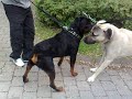 Rottweiler Vs Kangal Dangerous Meeting