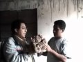 CULTIVANDO EL HONGO SHIITAKE