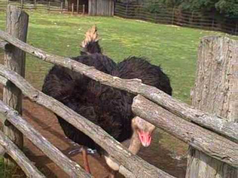 The inquisitive cavorting ostriches of Brioni Islands National Park Istria 