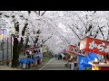 桜を追いかけて さきたま古墳～赤城南面千本桜（日本桜名所百選）