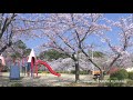 桜満開4K（津偕楽公園）2020年