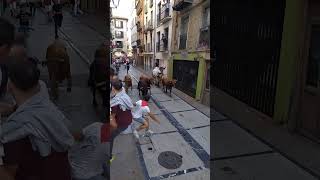 Cabestro Dando Coces Encierro Estella