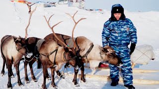 В МВД собираются закупить поголовье северных оленей