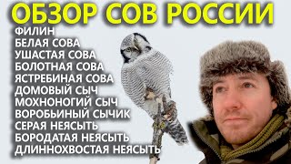 Обзор сов России: Ястребиная сова и её соратницы