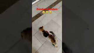 Soğuktan Üşüyen Kedi