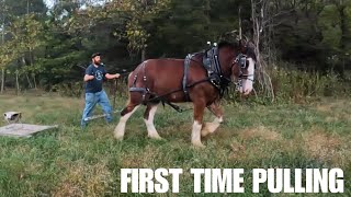 Why Harness? Clydesdale Horse Training Progress