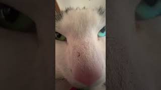 Sniff Sniff Cat