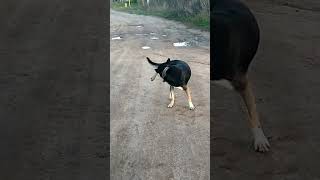 Собака Танцует. Невероятное На Дороге! #Shorts#Собакасломака#Кусь#Dogdance#Cutedog#Funnydogs