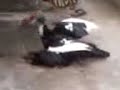 Perkawinan Silang Itik Basur Kawini Ayam Betina images Perkawinan Silang Itik Basur Kawini Ayam Betina