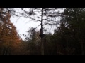 Go Ape - Dalby Forest