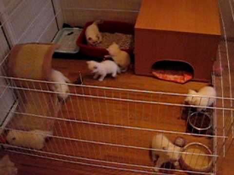 Чем кормить шотландскую кошку в домашних условиях Чем кормить шотландскую кошку в домашних условиях