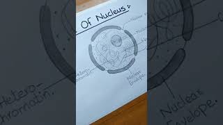 How To Draw Nucleus L Labelled Diagram L Es Art & Craft