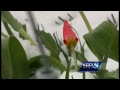 Iowa