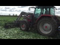 Semi de maïs dans un couvert de féverole