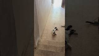 Kedi̇ Aşagiya İnmemi̇ze İzi̇n Vermi̇yor