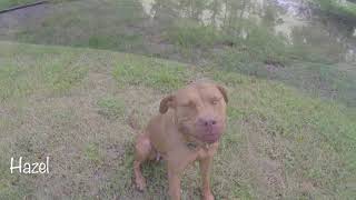Meet Hazel A Terrier American Staffordshire Currently Available For Adoption At Petango 9420