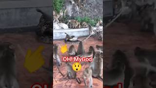 Anaconda Kill Monkeys