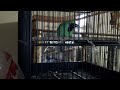 image Suara Burung Cucak Hijau Meniru Suara Kucing