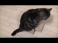 cute cat