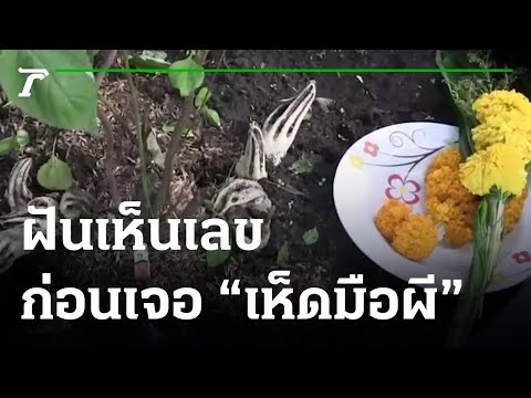 ลุ้นเลขเด็ด เห็ดมือผี-ฝันเห็นเลขก่อนเจอ | 27-09-64 | ข่าวเช้าหัวเขียว