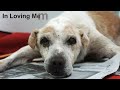 Lonely Old Dog Has His Dying Wish Come True - To Be Loved