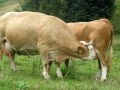 Cows milking themselves / Kühe, die sich gegenseitig melken
