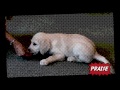 HND Media: Dogs For Disabled: puppy training guide: Down