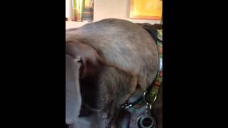 Watch Blue Rodeo Dont Get Angry video