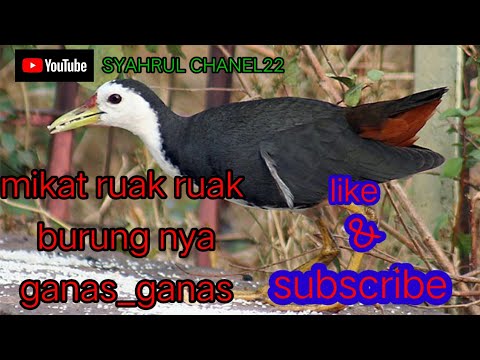 Mikat Burung Ruak Ruak // Episode 02