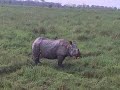 Rhinoceros