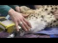 Cheetah check-up: South African cheetahs get check-ups ahead of debut at Pittsburgh Zoo