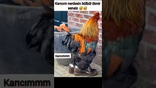 Karıcım Diyen Horoz