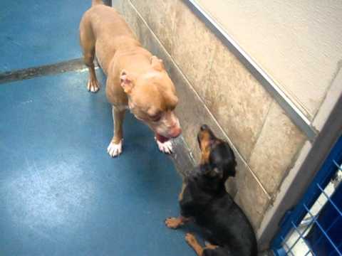 Pit Bull and Dachshund play at Doggie Oasis Day Care in Las Vegas, NV