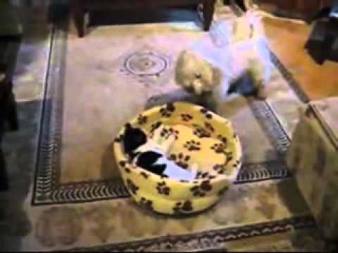 Katze und hund raus aus meinem Korb