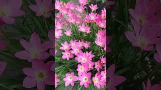 Rain Lily Flowers Zephyrlily Hexa Tweet