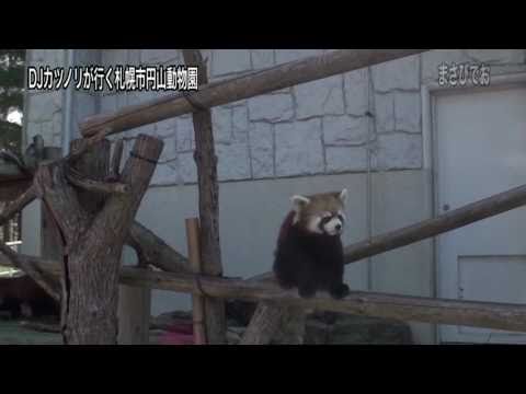 DJ カツノリが行く札幌市円山動物園　レッサーパンダ