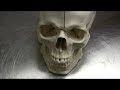 Dr Fabian Identifying Parts Of Skull Part 1 Of 2 images Dr Fabian Identifying Parts Of Skull Part 1 Of 2