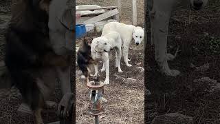 Akbaş Pomerani̇an Aşki Kötü Son