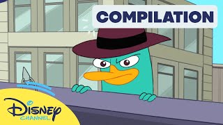 Quand Perry Rencontre Hamster - Compilation Perry
