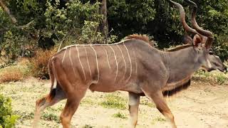 Safari Afrika 2016 - Wunsch-Kraft