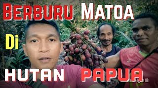 Buah Khas Papuaberburu Matoa Di Hutan Papua.
